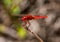 Small Scarlet Dragonfly