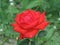 Small scarlet rose