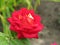 Small scarlet rose