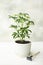 Small schefflera plant in a white pot on a table