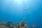 Small school of Bigeye emperorfish with sunrays.