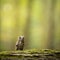 Small scops owl on a branch in autumnal forest