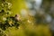 Small scops owl on a branch in autumnal forest