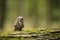 Small scops owl on a branch in autumnal forest