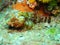 Small scorpion fish on reef