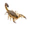 Small Scorpion on white background