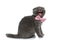 Small scotish fold cat wearing pink bowtie and meowning