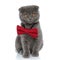 Small scotish fold cat wearing red bowtie and sitting