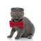 Small scotish fold kitten looking up and wearing red bowtie