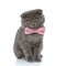 Small scotish fold pussycat wearing pink bowtie