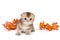 Small, Scottish fold kitten and autumn leaves