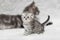 Small scottish fold kitten and big gray maine coon cat