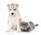 Small scottish kitten and Siberian Husky puppy together. isolate