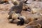 Small sea lion baby in Cape Cross