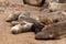 Small sea lion baby in Cape Cross