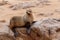 Small sea lion - Brown fur seal in Cape Cross, Namibia