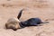 Small sea lion - Brown fur seal in Cape Cross, Namibia