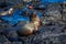 Small sea lion scratching his nose on beach rocks