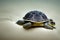 Small sea turtle crawling on sand to Indian Ocean.