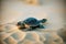 Small sea turtle crawling on sand to Indian Ocean.