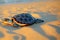 Small sea turtle crawling on sand to Indian Ocean.