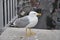 Small seagull above the city street