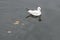 A small seagull floats on the sea water