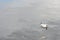 A small seagull floats on the sea water