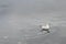 A small seagull floats on the sea water