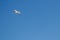 A small seagull hovers in the blue clear sky