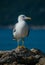 A small seagull rests on sea â€‹â€‹ridge