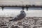 Small seagull stands in the white beach sand of the Baltic Sea