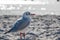 Small seagull stands in the white beach sand of the Baltic Sea