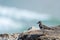 Small Seagull staring at the ocean