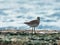 A small seagull walks along the shallows on the shores of the Mediterranean sea in search of prey