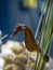 A small seahorse in a home aquarium setting