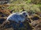 small seal sunbathing on rocks