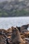 small sealion holds head up near pacific ocean