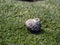 Small seashell above sea moss in the shore of a beach in Gran Canaria, Spain