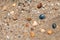 Small seashells on ocean coast background