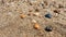 Small seashells on ocean coast background