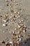 Small seashells and pebbles in dark sand