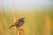 Small Seaside Sparrow (Ammodramus maritimus) resting on a stem on the blurred background