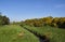 A small secluded valley with a stream cutting through it and a flowering Gorse bank near Guthrie Village.