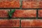 Small seed green plant on the red brick wall. in dark tone.