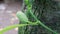 A small seed ripe jack fruit in branch with green color and leafe