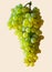 Small seedless GewÃ¼rztraminer grapes