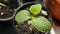 A small seedling of cucumber. Drops of water on the leaves. Close-up