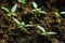 A small seedling of pepper for seedlings