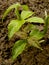 Small seedlings of ash leaved maple